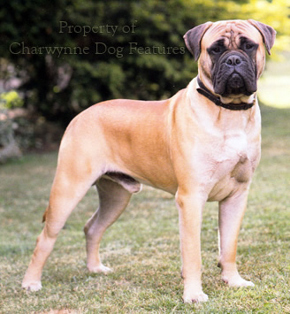 Bullmastiff shop cropped ears